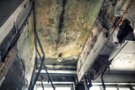 Why You Should Choose Our Mold Remediation Services in Commerce, TX